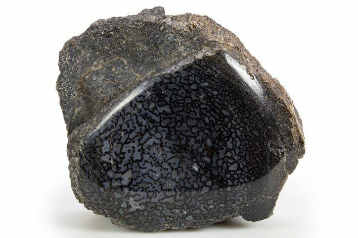 Polished Dinosaur Bone (Gembone) Section - Colorado #324196
